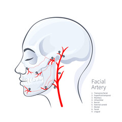Woman head scull faceial artery scheme vector illustration on white backgound