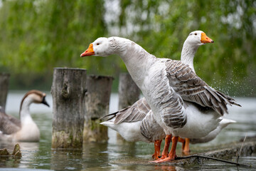 A goose shaking those feathers
