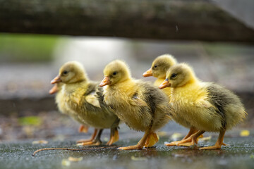 a group of goslings