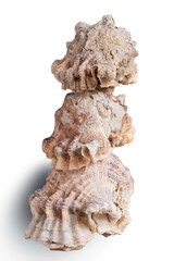 Stack of assorted sea conch shells on white background for decoration or souvenir