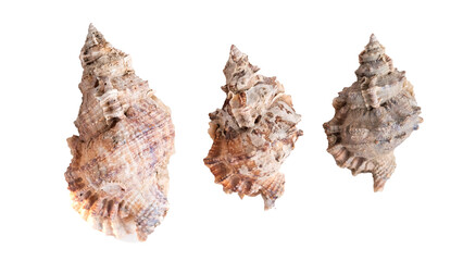 Macro shot of a sea conch shell on a white background