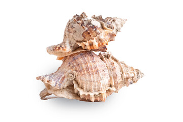Stack of assorted sea conch shells on white background for decoration or souvenir