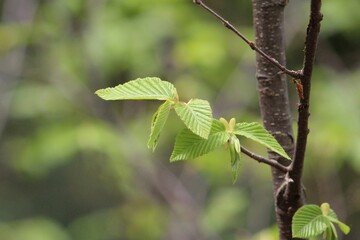 fotografia a una foglia verde 