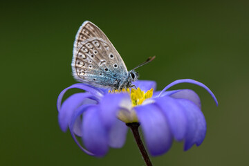 Macro shots, Beautiful nature scene. Closeup beautiful butterfly sitting on the flower in a summer garden.