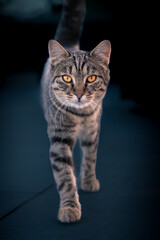 Tabby pet cat with bright yellow eyes looking to camera walks to viewer against dark background