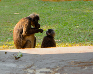 Monkey in Koh Samui Thailand. ang thong national park