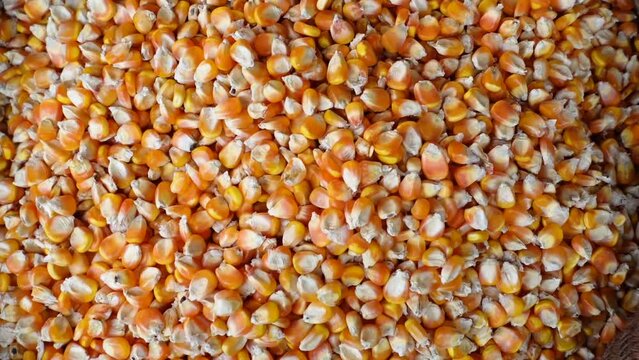 Organic dry yellow corn seed or maize kernels close-up views. Dry corn kernels on the hemp sack. Top angle video.