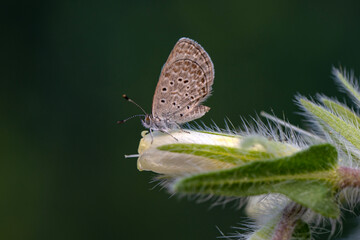 Obraz premium Macro shots, Beautiful nature scene. Closeup beautiful butterfly sitting on the flower in a summer garden.