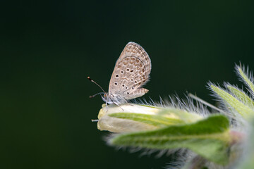 Macro shots, Beautiful nature scene. Closeup beautiful butterfly sitting on the flower in a summer garden.