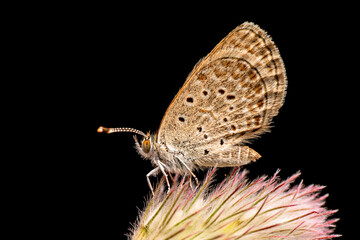 Macro shots, Beautiful nature scene. Closeup beautiful butterfly sitting on the flower in a summer garden.