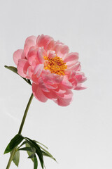 Pink peony flower head on white background