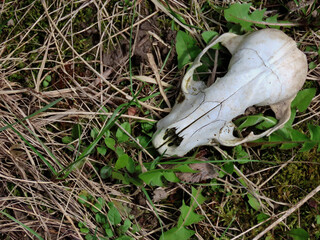 Close-up of an old red fox skull that is lying in the grass on the ground on a warm spring day in...