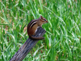 Close-up of a chipmunk that is sitting on the top of an old fence post on a warm spring day in May with blurred grass in the background.