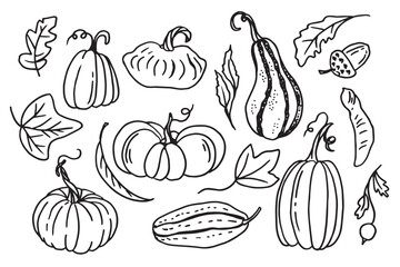 A set of pumpkins in various shapes, black outlined . Vector collection of cute hand drawn pumpkins on white background. Elements for autumn decorative design, halloween invitation, harvest.