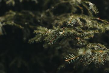 Tannennadeln im Wald, düstere Stimmung, Nebel, Herbst 