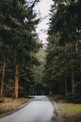 Waldspaziergang bei regnerischem Wetter 