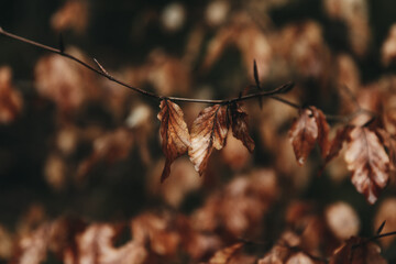 Laub im Herbst als Close Up