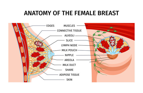 Female Breast Anatomy Infographics