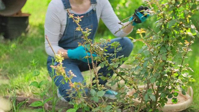 Woman gardener pruning dry branches on rose bush with garden pruner