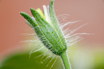 Bright green unopened flower of tomato macro