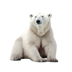 Foto auf Acrylglas Antireflex big bear isolated on white © Tidarat
