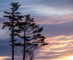 Scenic view of the silhouette of evergreen trees on a cold morning in March with a beautiful sunrise in the background.