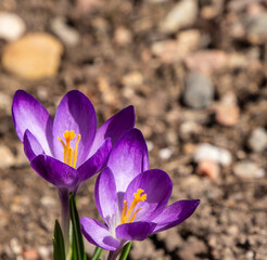 Close-up of the purple flowers on a woodland crocus plant that is growing in a flower garden on a warm sunny day in April with a blurred background.