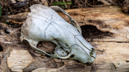Close-up of an old red fox skull that is sitting on top of an old fallen tree.