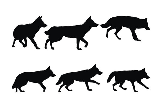 Wild coyote vector design on a white background. Coyote walking silhouette bundle design. Coyote wolf standing silhouette set vector. Coyote standing in different positions silhouette collection.