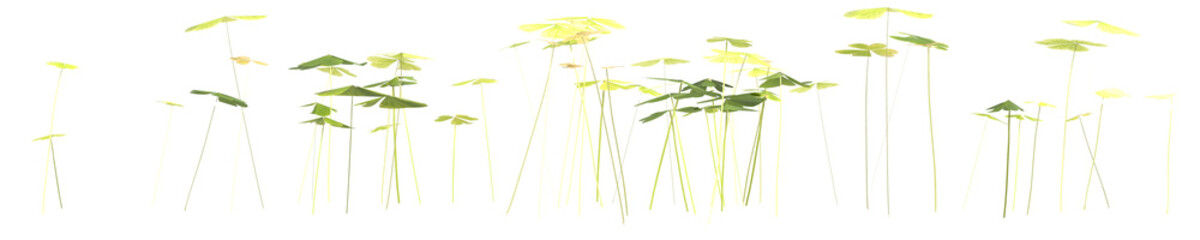 3d illustration of shamrock bush isolated on transparent background