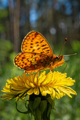 Beautiful butterfly on a dandelion flower on a background of trees