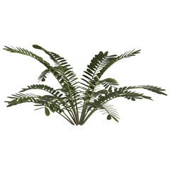 3d illustration of zamia furfuracea plant isolated on transparent background