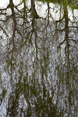 Beautiful reflex on the water. Spring 2023, Netherlands. 