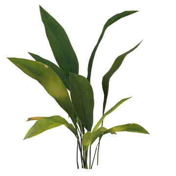3d illustration of aspidistra elatior plant isolated on transparent background