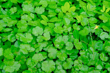 green grass background, green background, background of grass, green leaves background, background of leaves, green plant in the garden, green grass texture