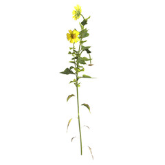 3d illustration of perennials plant isolated on transparent background