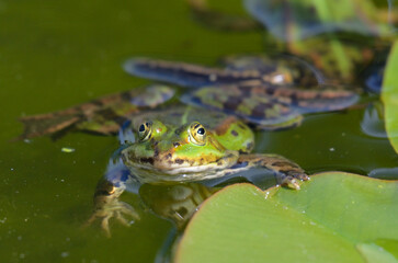 Portrait of an edible frog, clinging at a water lily