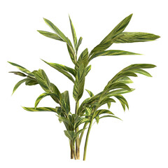 3d illustration of alpinia zerumbet plant isolated on transparent background - obrazy, fototapety, plakaty