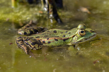 Closeup of an edible frog at the botanical garden in Kassel