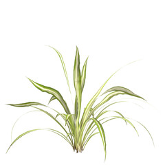 3d illustration of variegated flax lily plant isolated on transparent background