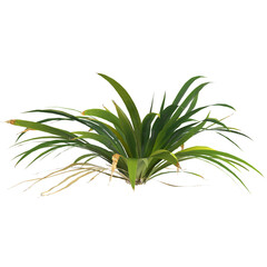 3d illustration of setaria palmifolia plant isolated on transparent background