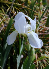 Obraz premium Delicate White Petals of Iris Flower