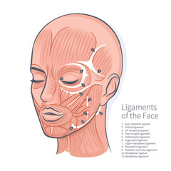 Woman face ligaments muscles scheme portrait vector illustration