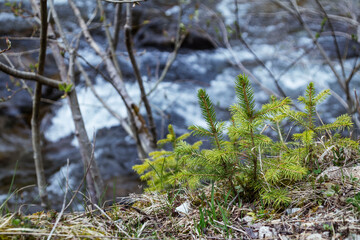 Polish Tatras view from the Chocholowska Valley