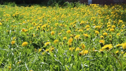 Green field with yellow dandelions. Close up of yellow spring flowers on the ground