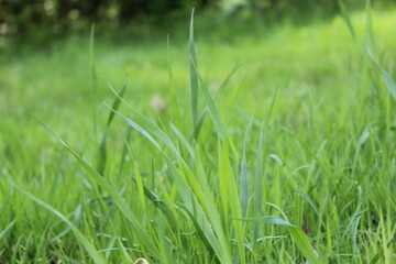 spring grass in sunlight and blurred sky in the background