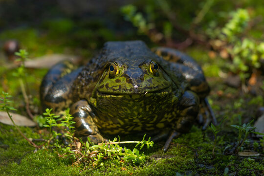 ウシガエル」の写真素材 | 17,750件の無料イラスト画像 | Adobe Stock