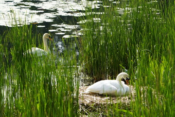 Mute Swan with 4 young and 2 unhatched eggs in the nest (Cygnus olor) Anatidae family. Hanover, May...