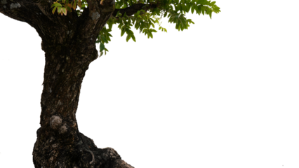 The big tree on the left is empty. for adding text blur or blur