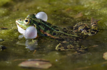 Portrait of a shouting edible frog at the botanical garden in Kassel